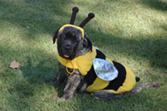 ImaBee