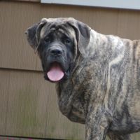 Marley