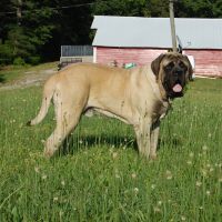 Rufus12MonthsOld