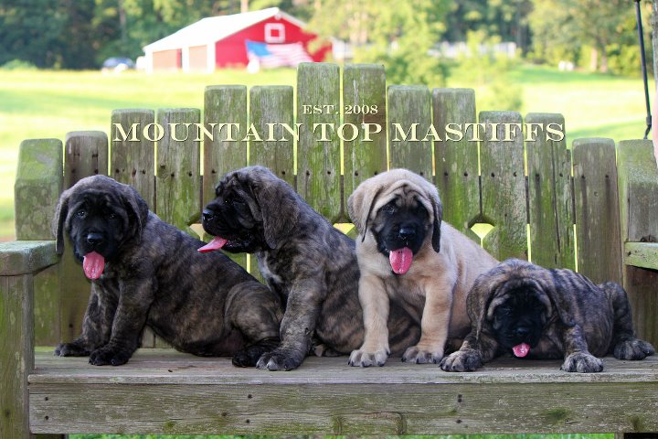 Puppies