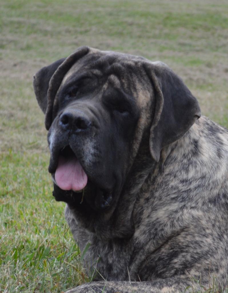 Marley
